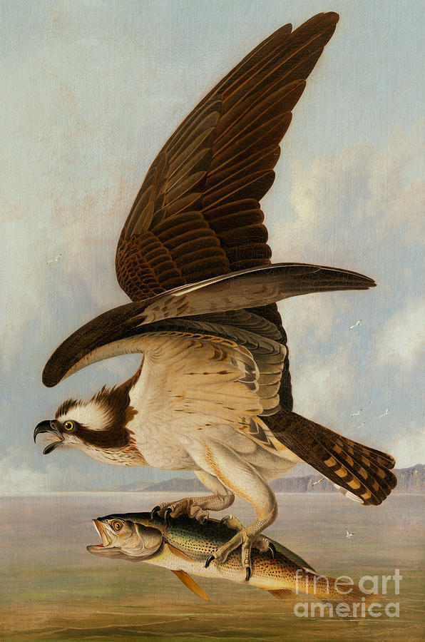 John James Audubon Painting - Osprey and Weakfish by John James Audubon