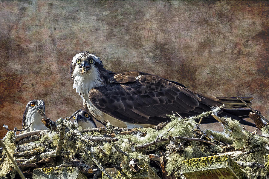 Osprey and Young - Feeding Photograph by Belinda Greb