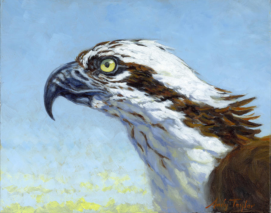Osprey Painting - Osprey by Andy Taylor