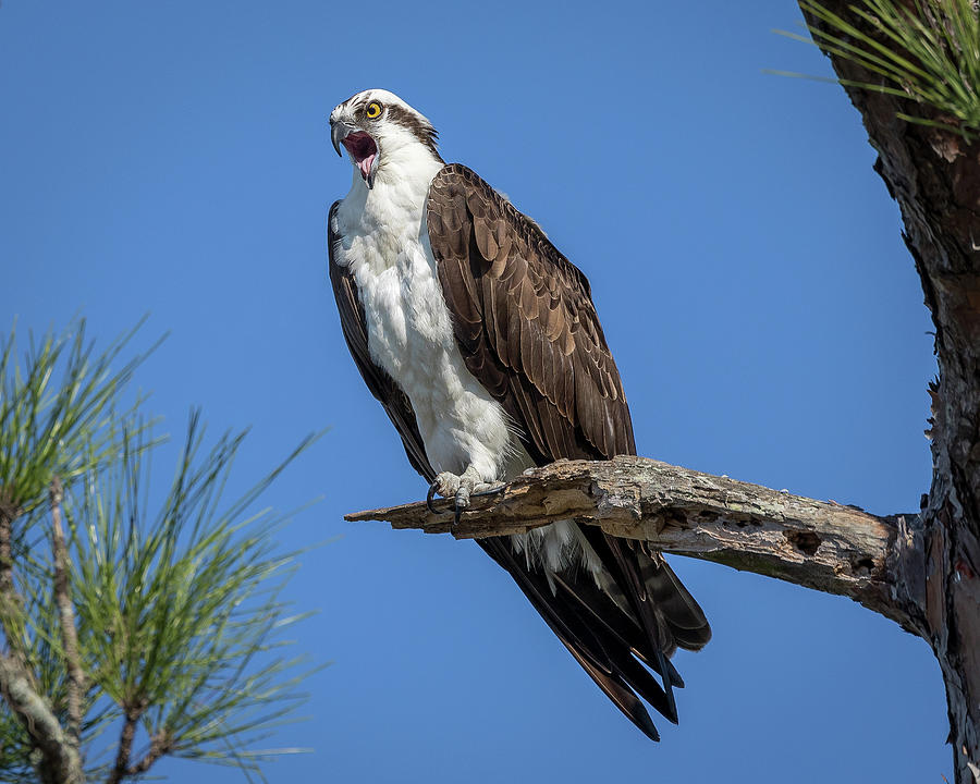 Osprey angry Photograph by Joe Myeress