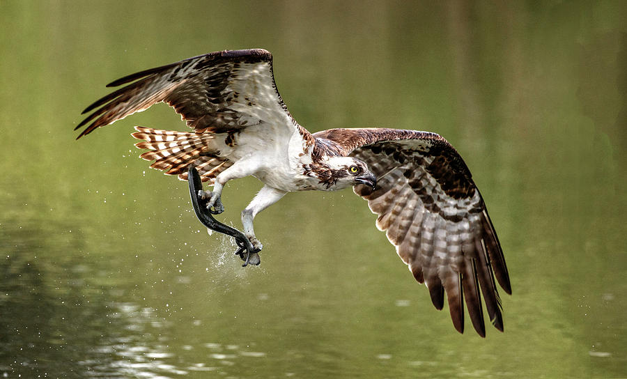Osprey At Lunchtime Photograph by Wes and Dotty Weber