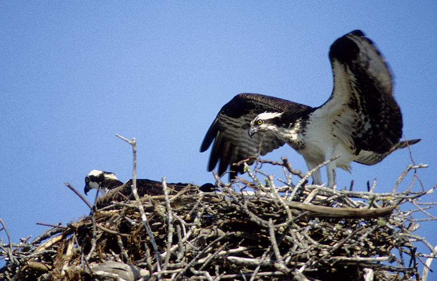 Osprey at Nest-2 Photograph by Steve Somerville