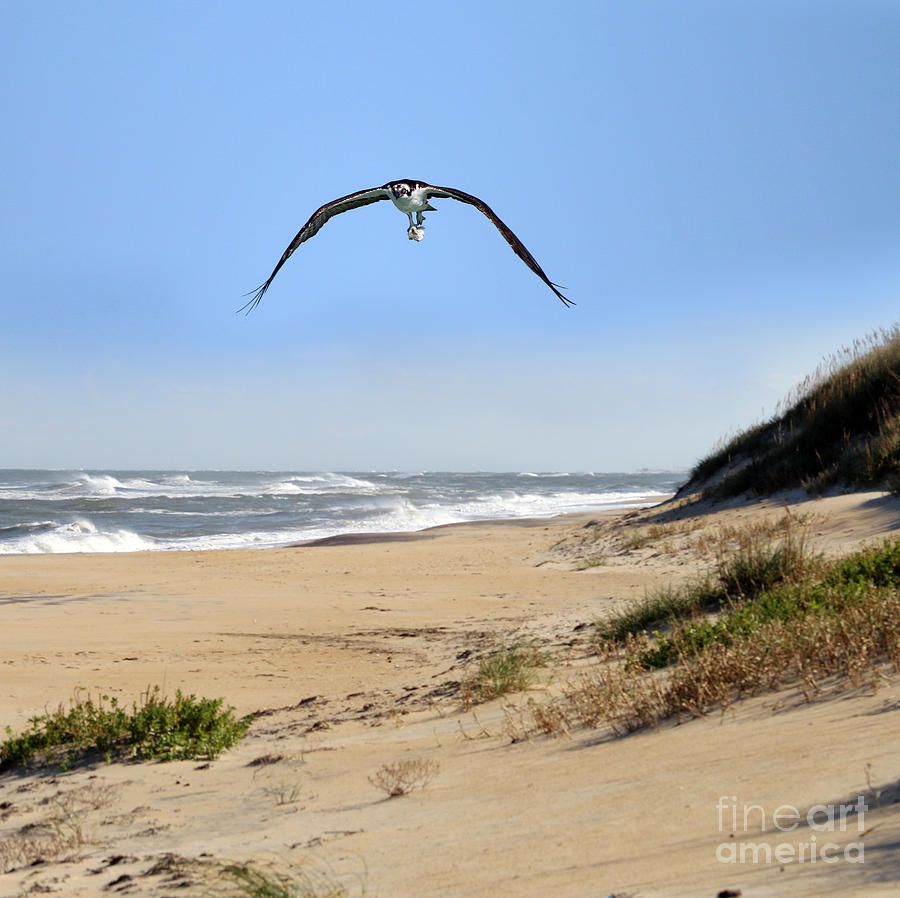 Osprey at Outer Banks  4018 Photograph by Jack Schultz
