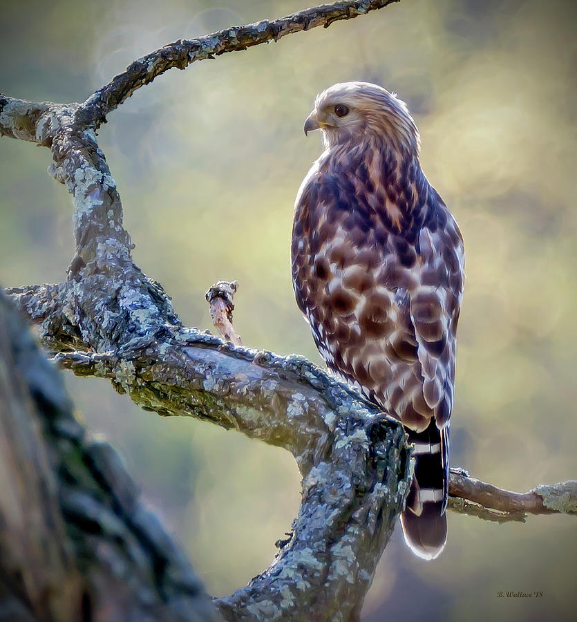 Leucistic Red-shouldered Hawk 1 Photograph by Brian Wallace