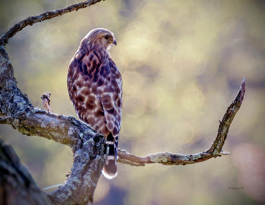 Leucistic Red-shouldered Hawk 2 Photograph by Brian Wallace