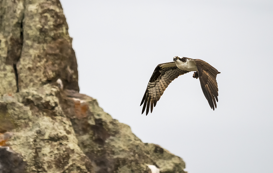 Osprey at the Cliff Photograph by Loree Johnson