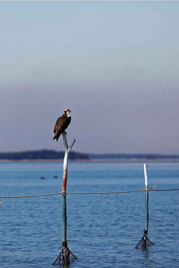 Osprey at the fishtrap Photograph by Steve Gravano