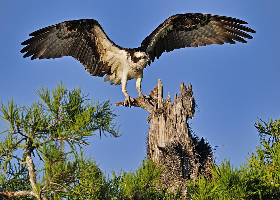 Osprey Photograph by Bill Dodsworth