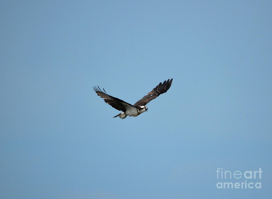 Osprey Photograph - Osprey Bird In Flight in the Sky by DejaVu Designs