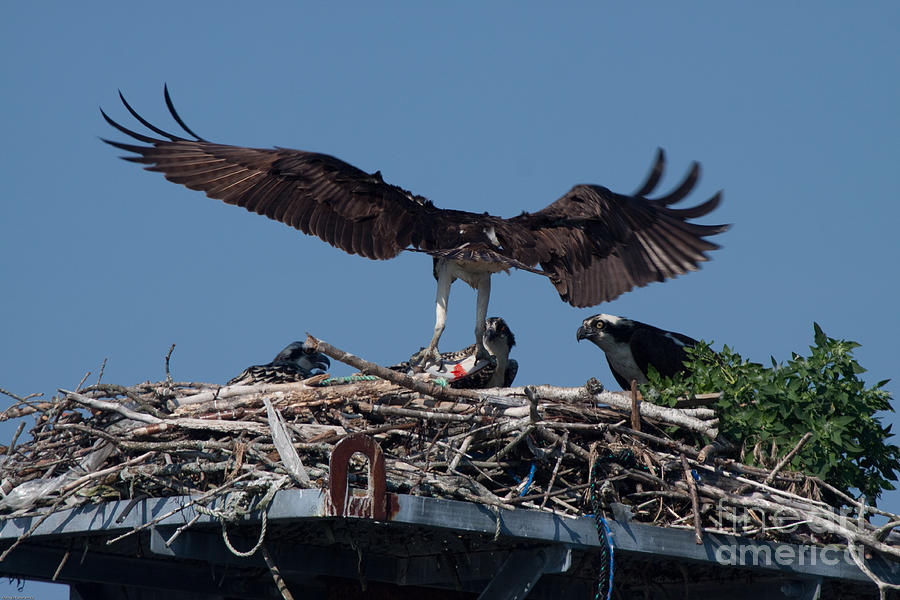 Osprey Photograph - Osprey Bringing a fish to family by David Bishop
