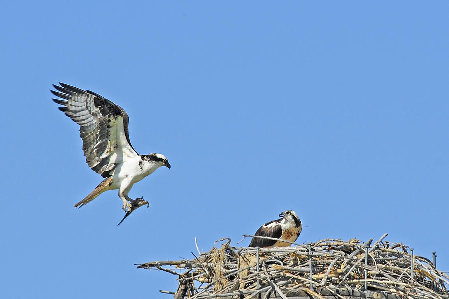 Osprey Brings Fish To Nest Photograph by Gary Beeler