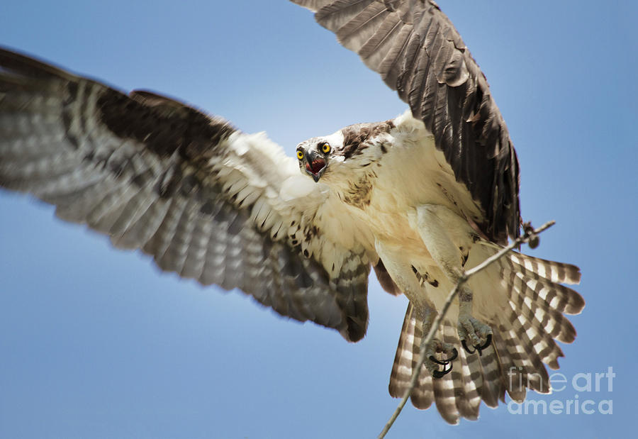 Osprey Building a Nest on the James River Photograph by Karen Jorstad