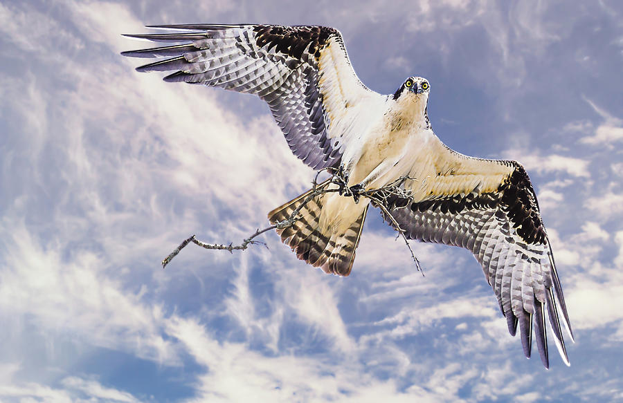 Osprey building nest Photograph by Tracy Munson