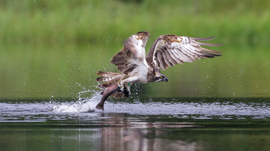 Osprey Carries Fish Photograph by Pete Walkden