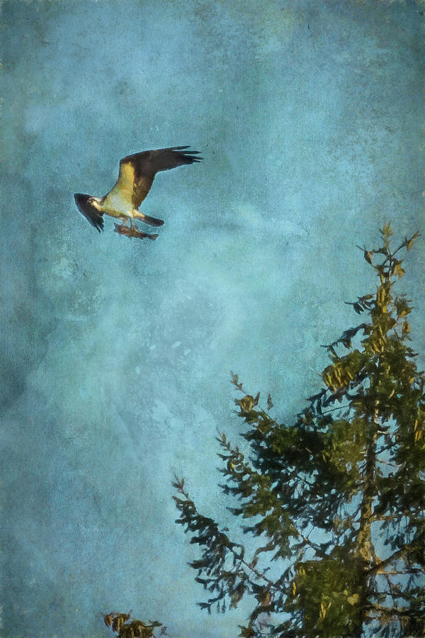 Osprey Carrying a Fish Photograph by Belinda Greb