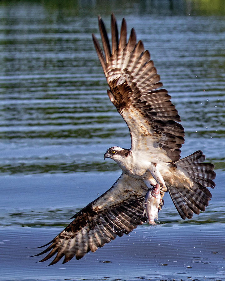 Osprey Catch Photograph by Alan Raasch