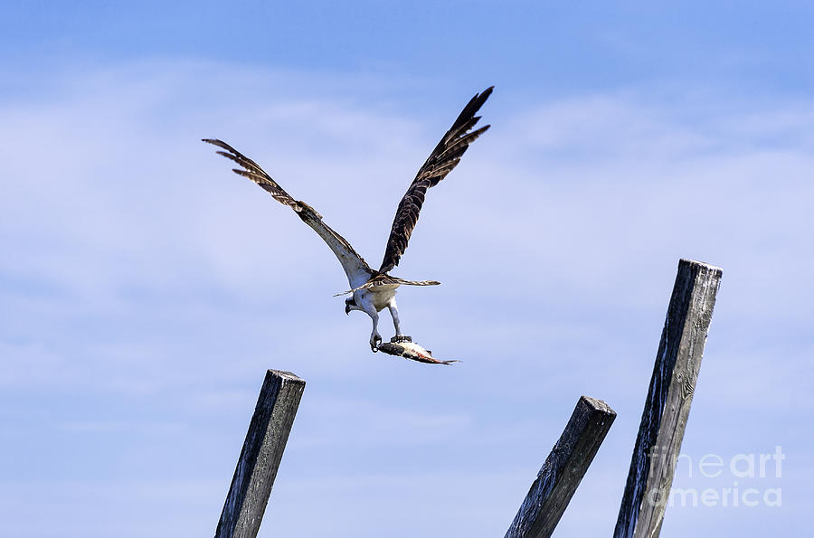 Osprey Catch Photograph