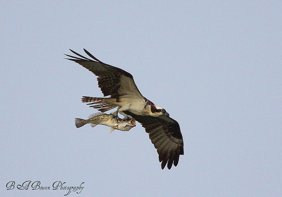 Osprey catches a fish Photograph by Barbara Bowen