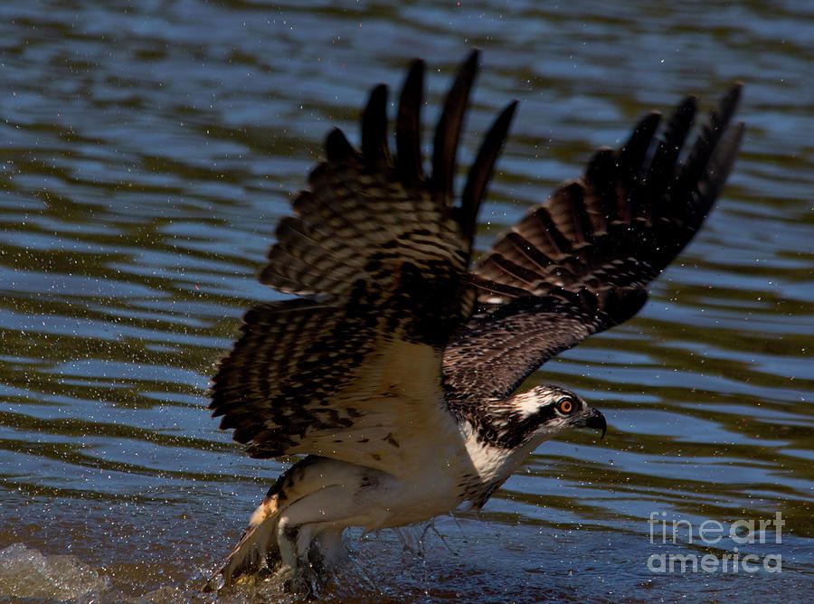 Osprey Photograph - Osprey Catching a fish by CJ Park