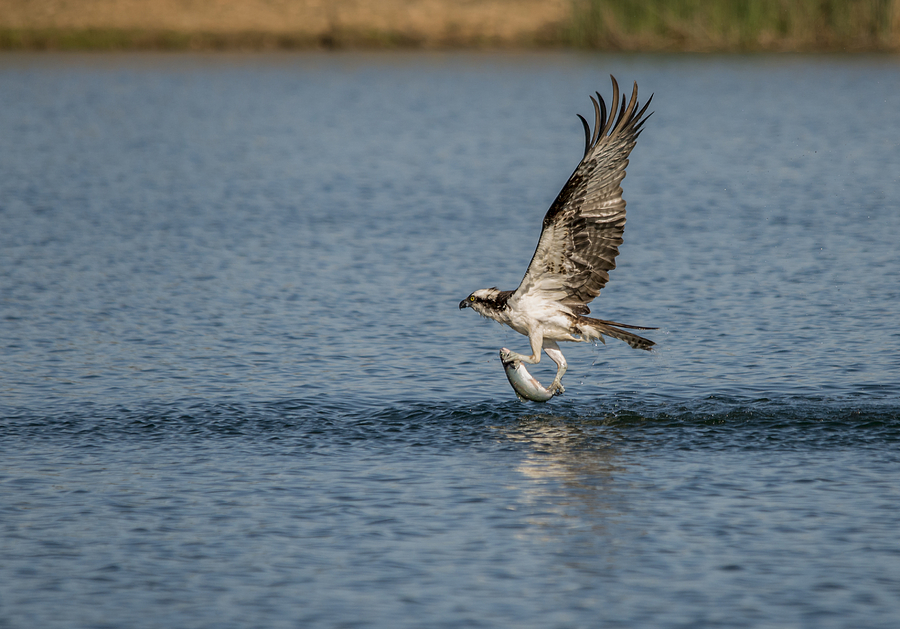 Osprey Catching a Fish Photograph by Loree Johnson