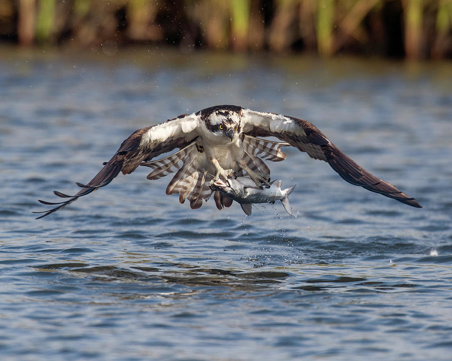 osprey with fish