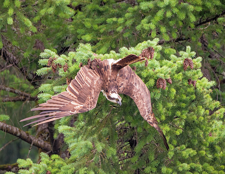 Osprey Changes Its Mind Photograph by Loree Johnson
