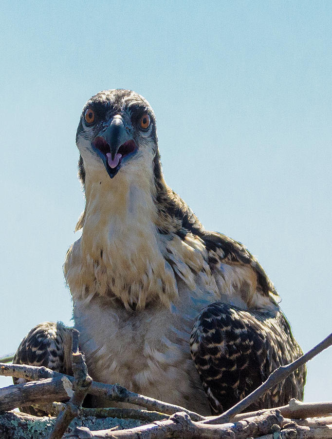 Osprey Chick Smiles for the Camera Macro Photograph by Jeff at JSJ Photography