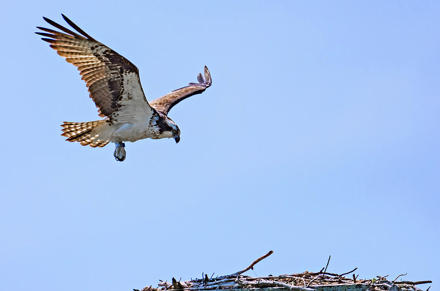 Osprey - Coming Home Photograph by Steve Harrington