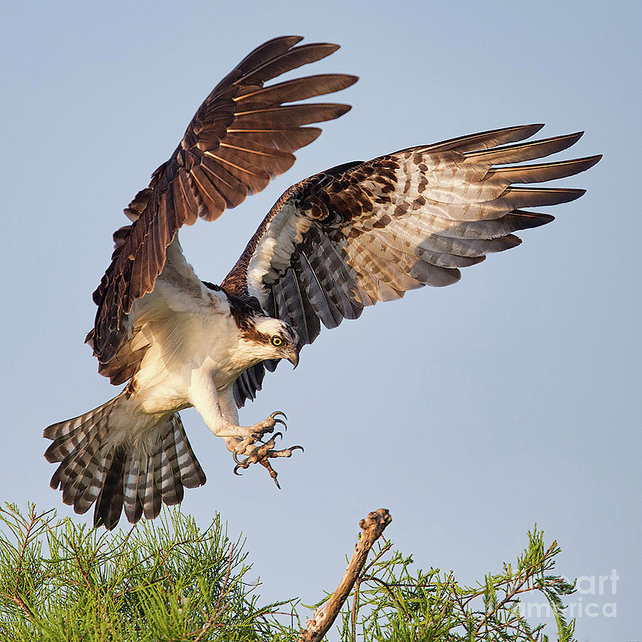 Osprey Coming In Photograph by Jerry Fornarotto