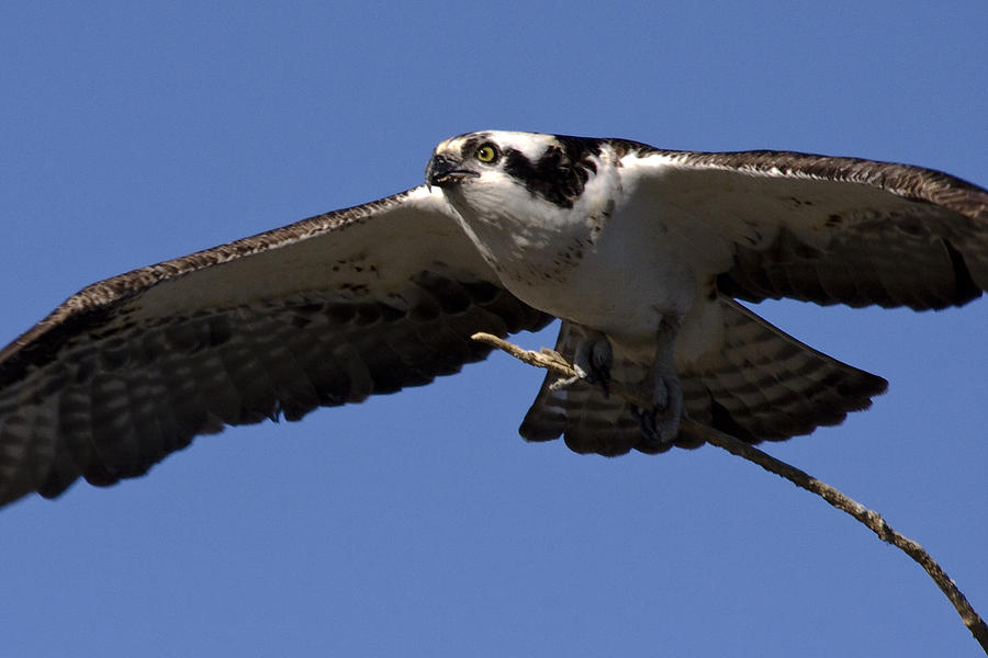 Osprey #1 Photograph by Wes and Dotty Weber