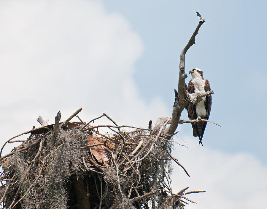 Osprey Photograph by David Waldrop