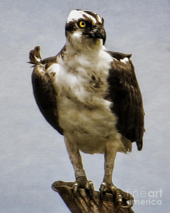Osprey  Photograph by Dawn Gari