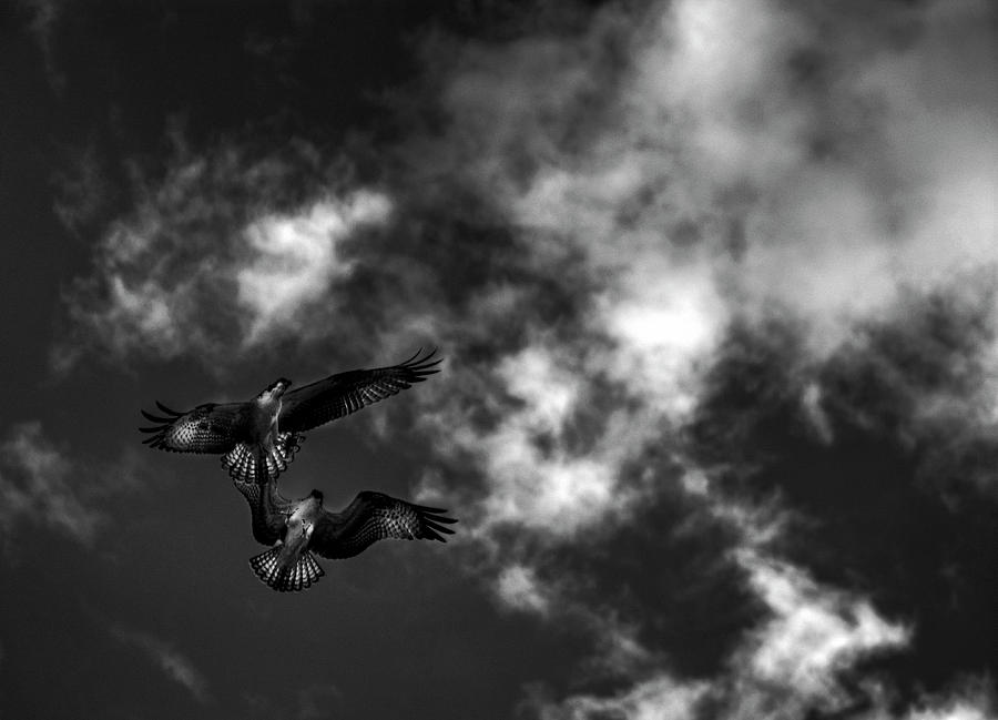 Osprey Dog Fight In Black and White Photograph by Greg and Chrystal Mimbs