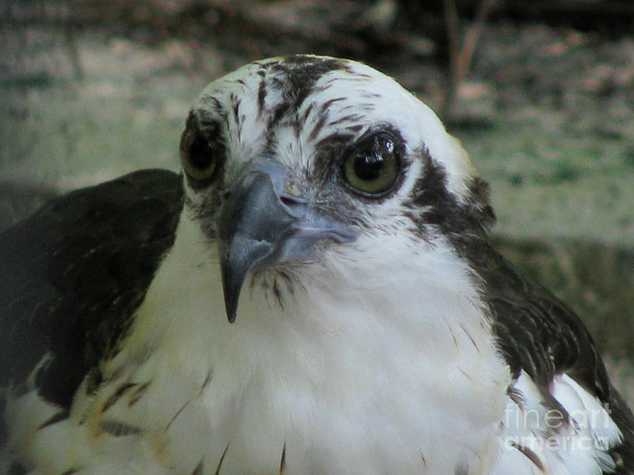 Osprey Portrait Photograph by Donna Brown