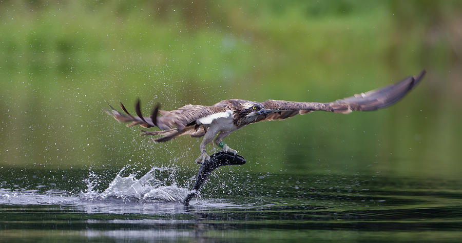 Osprey Drags Trout Photograph by Pete Walkden