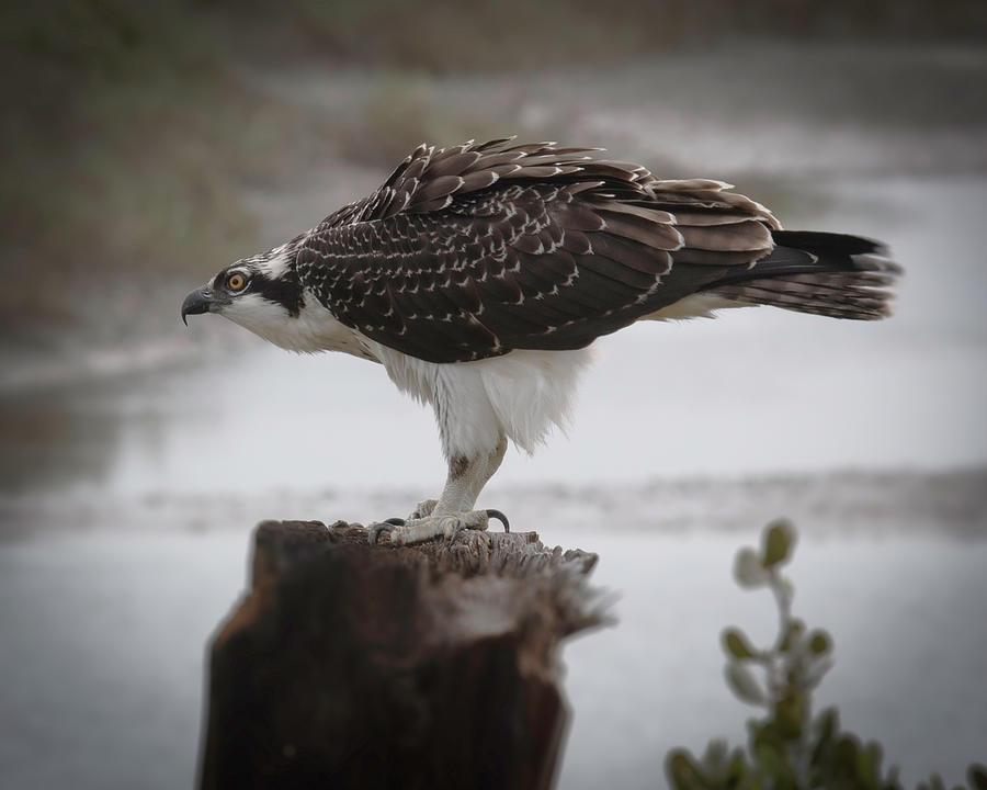 Osprey Photograph by Dusty Wynne