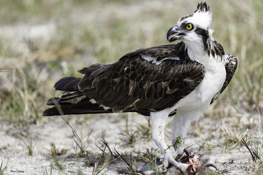 Osprey Eating a Fish Photograph by Fran Gallogly