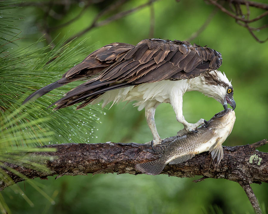 Osprey eating Fish Photograph by Joe Myeress