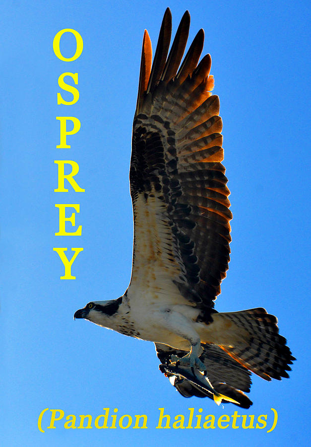 Osprey Photograph - Osprey educational by David Lee Thompson