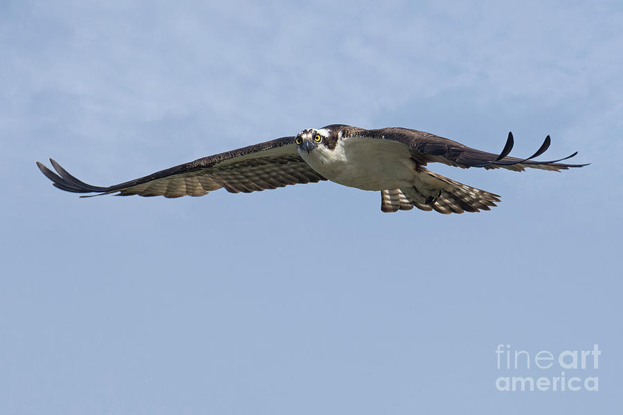 Osprey Eye Contact Photograph by Craig Leaper