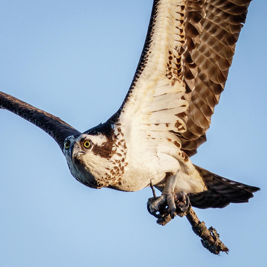 Osprey Eye Contact Photograph by Rob Weingart - Fine Art America