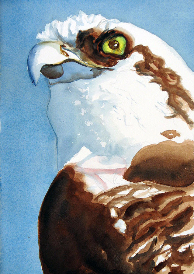 Osprey Painting - Osprey Eye by Libby Cagle Osprey Painting - Osprey Eye by Libby Cagle