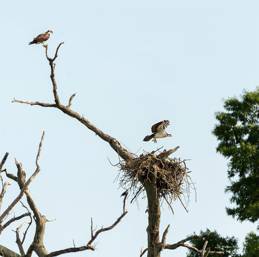 Osprey Family Photograph by Brian Wallace