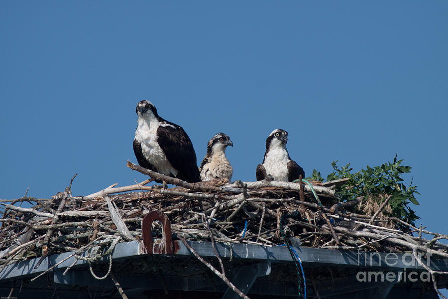 Osprey Family Photograph by David Bishop