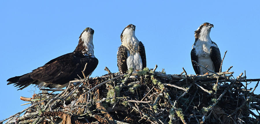 Osprey Family Photograph by Ken Stampfer