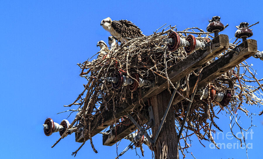 Osprey Family Photograph by Robert Bales