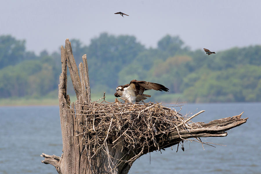 Osprey Family Photograph by Susan Rissi Tregoning