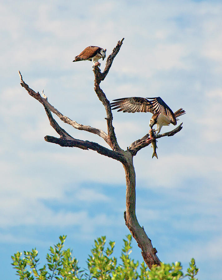 Osprey Feast by Karl Ford Osprey Feast by Karl Ford