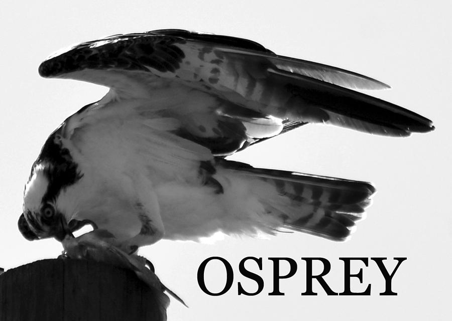 Osprey feeding Photograph by David Lee Thompson