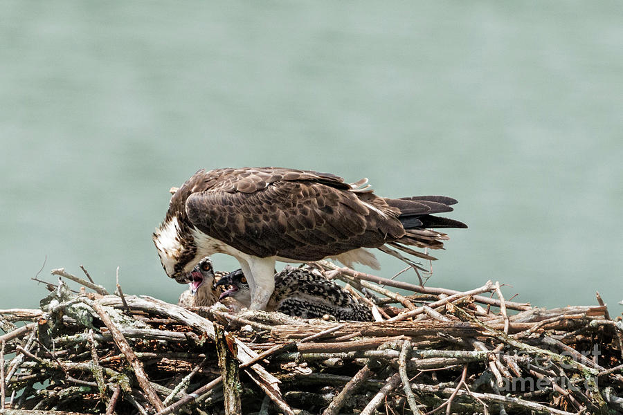Osprey feeding fish to her baby Photograph by Dan Friend